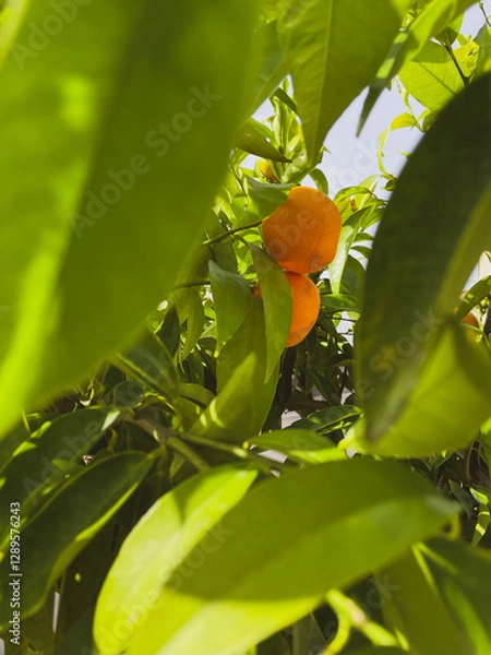 Fototapeta Citrus Tree in the Summer
