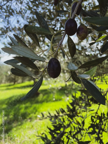 Fototapeta Tuscan Olive Tree