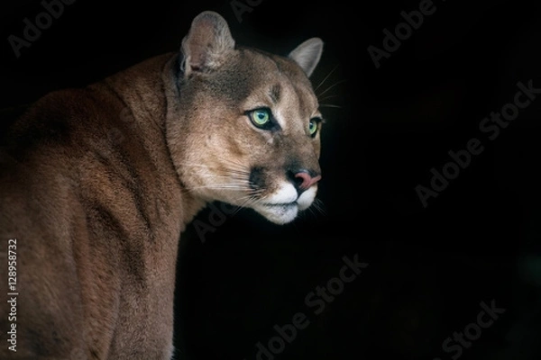 Obraz Portret Puma na białym tle na czarnym tle