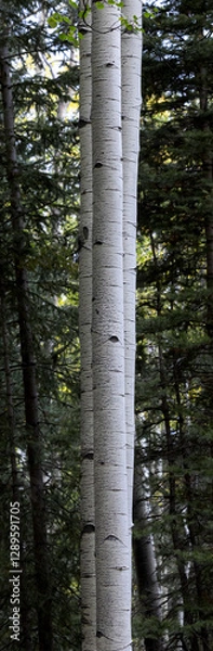 Fototapeta Aspen Trunks Vertical Panorama