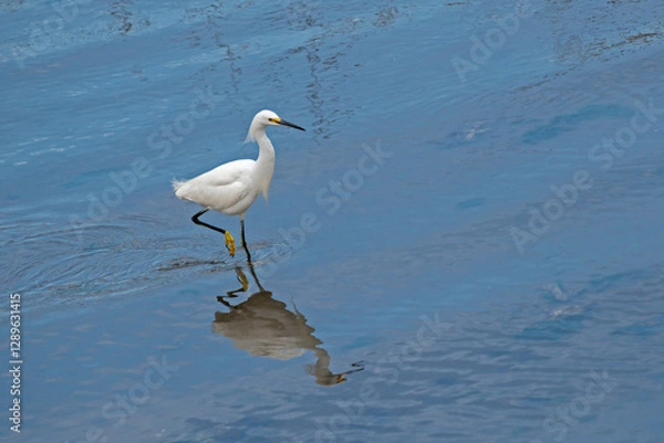 Fototapeta Snowy Egret foraging for food in shallow water, with reflection.