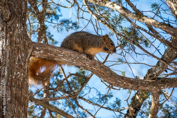 Obraz muddy squirrel in tree