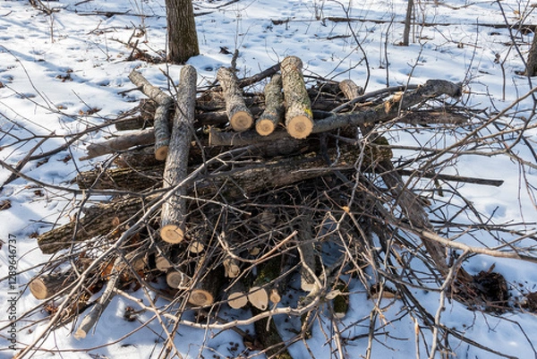 Obraz brush pile in forest
