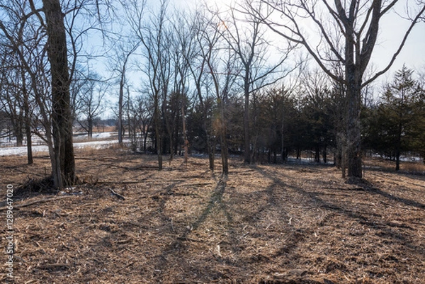 Obraz Mulched Red Cedar Stand