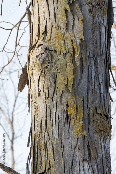 Obraz shagbark hickory tree