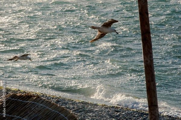 Obraz Seagulls are fighting with the wind over the Black Sea in Gelendzhik. Russia.