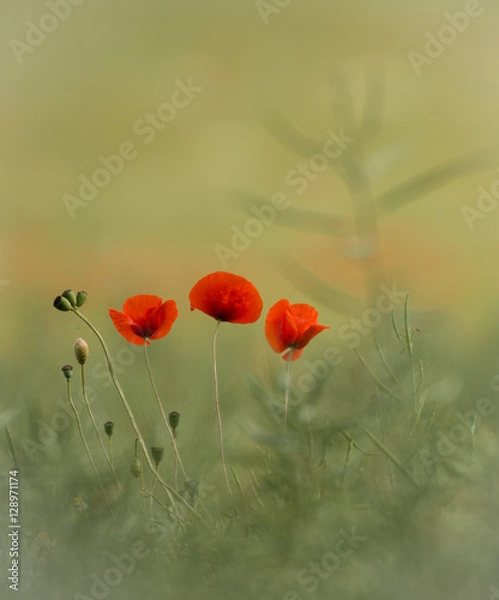 Obraz Poppies