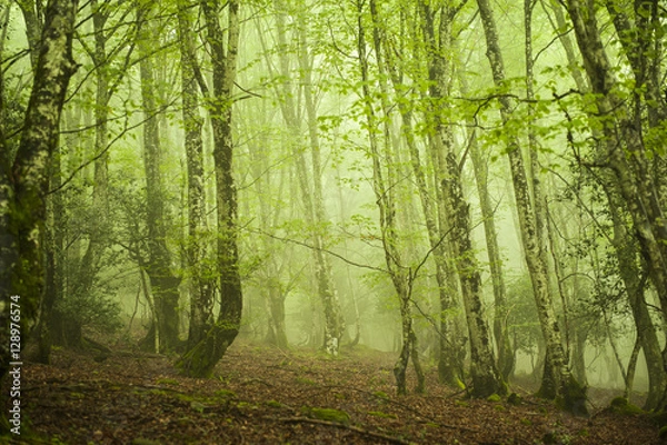 Fototapeta Hayedo en verano