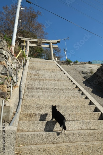 Obraz 島の猫　香川県　男木島　 豊玉姫神社近辺にて