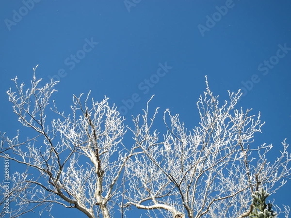 Obraz 雪化粧した木と青空