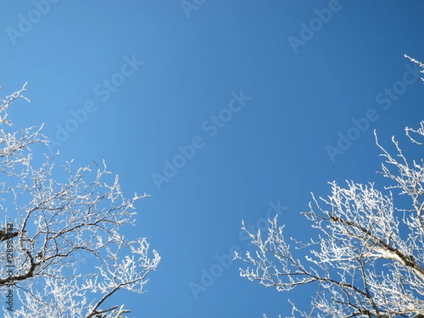 Obraz 雪化粧した木と青空