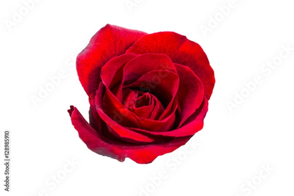 Fototapeta selection of beautiful red rose flower isolated on white backgro