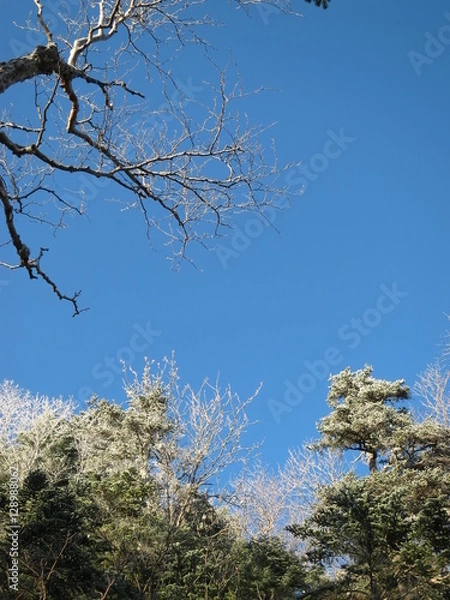 Obraz 雪化粧した木々と空