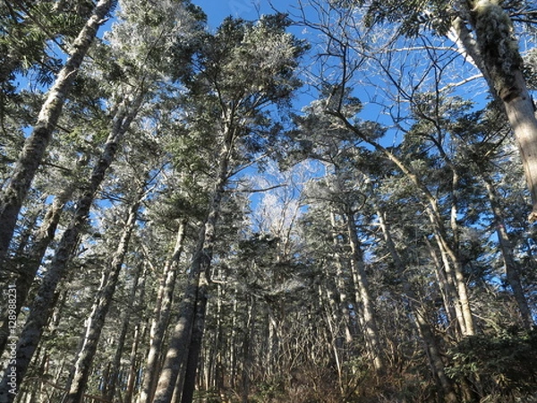 Obraz 雪化粧した木々