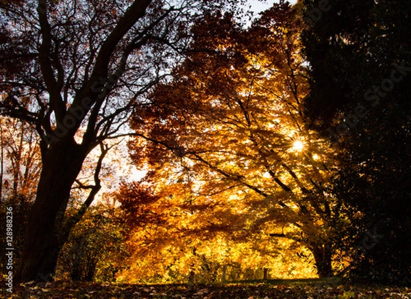 Fototapeta Herbstwald