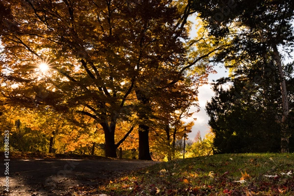 Fototapeta Herbstwald
