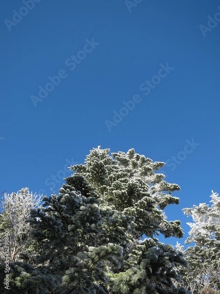 Obraz 雪化粧した木と青空