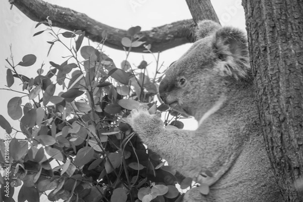 Fototapeta Koala