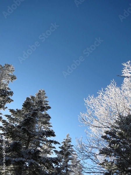 Obraz 雪化粧した木と青空