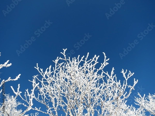 Obraz 雪化粧した木と青空