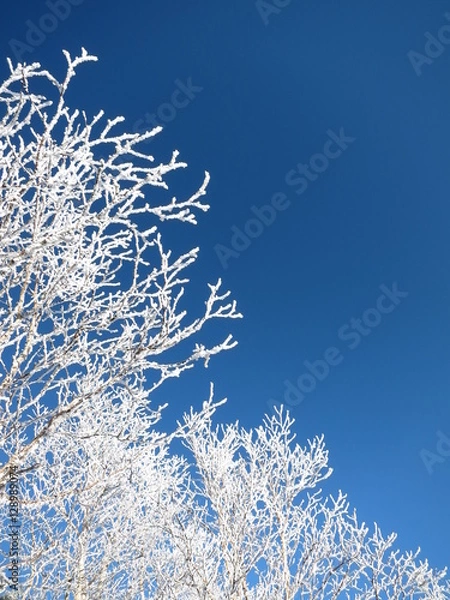 Obraz 雪化粧した木と青空