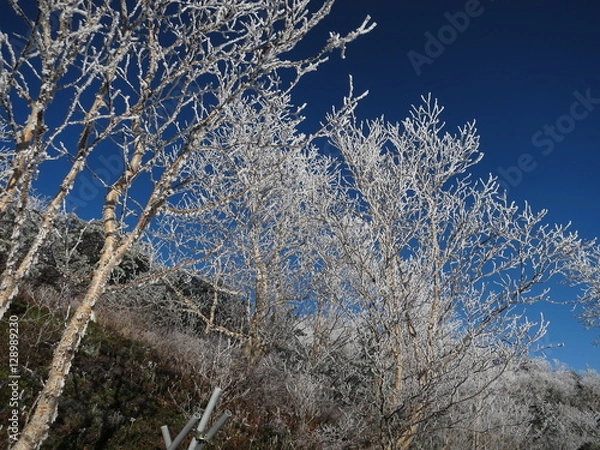 Obraz 雪化粧した木と青空