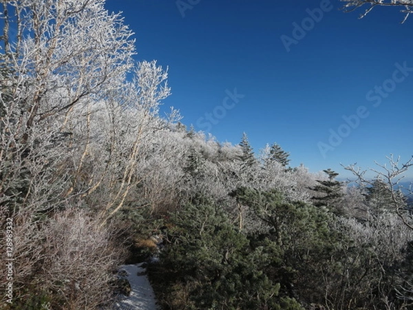 Obraz 雪化粧した木と青空
