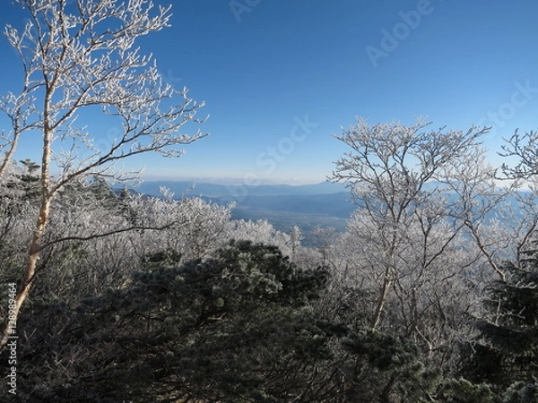 Obraz  雪化粧した木々と伊那谷