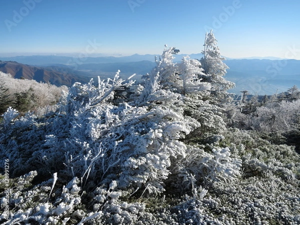 Obraz 樹氷と青空