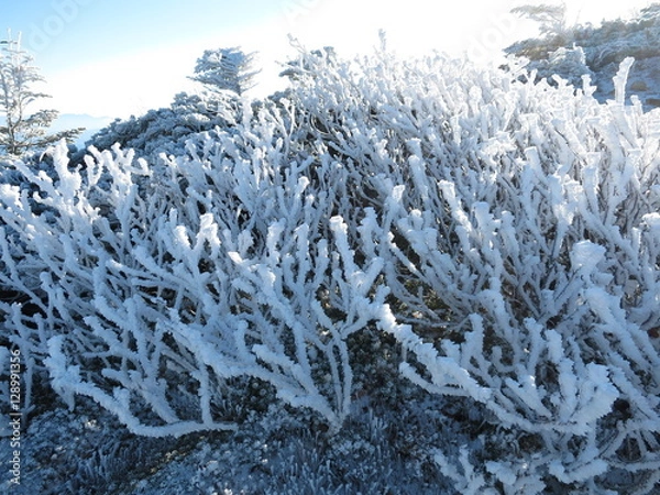 Obraz 樹氷と青空
