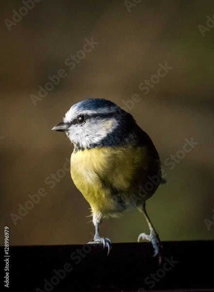 Fototapeta blue tit