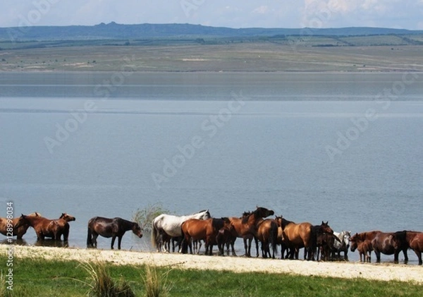 Fototapeta Водопой.