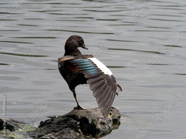 Fototapeta A Paradise Shelduck  (Tadorna variegata) stands on a rock in the water and stretches a wing, showing the coloured markings