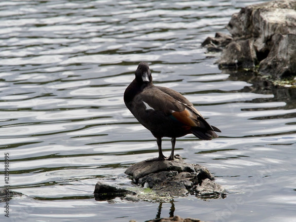Fototapeta A Paradise Shelduck (Tadorna variegata) stands on a rock in the water looking at camera