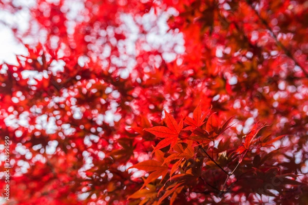 Fototapeta もみじ