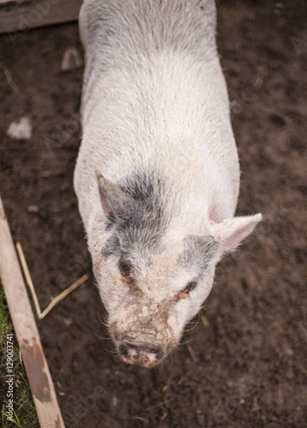 Obraz Pig in Pen