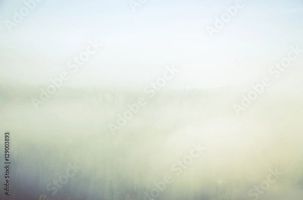 Fototapeta thick morning mist in coniferous forest. coniferous trees, thickets of green forest.
