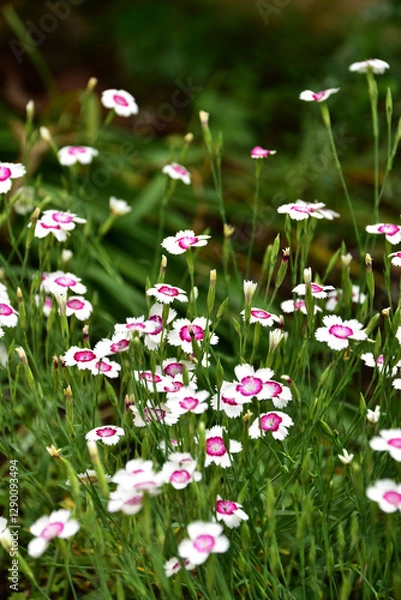 Fototapeta 初夏の庭のヒメナデシコ