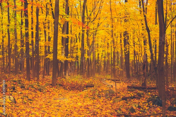 Obraz Deep in the Yellow Woods