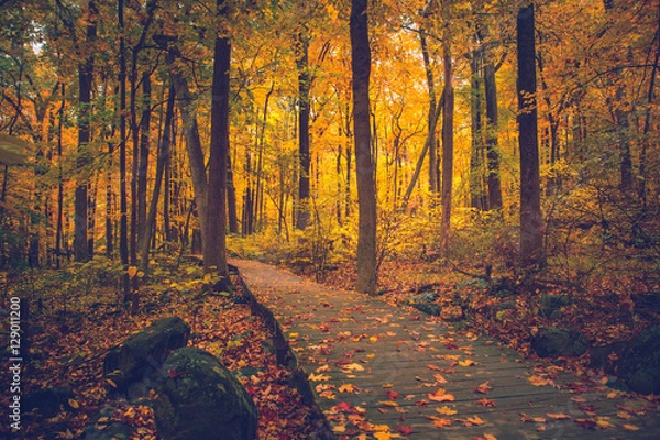 Obraz Heading Up Sourland Mountain