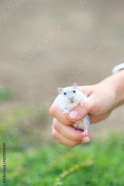 Obraz Cute small white hamster on the human hand feeling safe and calm