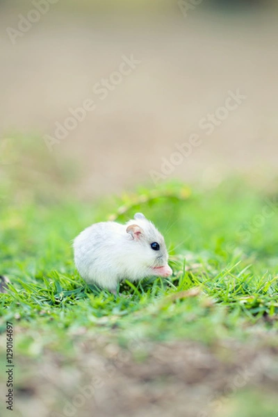 Obraz Cute small white hamster on the grass eating feeling safe and calm