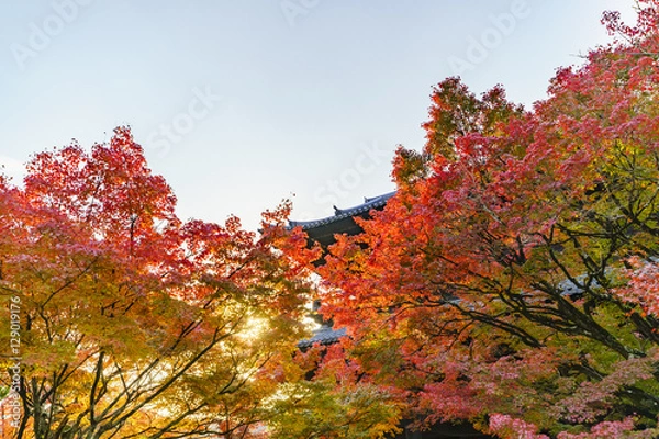 Obraz 京都　南禅寺の紅葉　その１