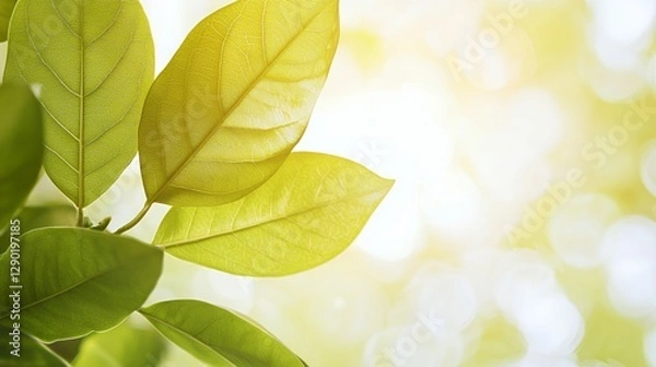 Fototapeta Closeup of Vibrant Green Leaves in Sunlight