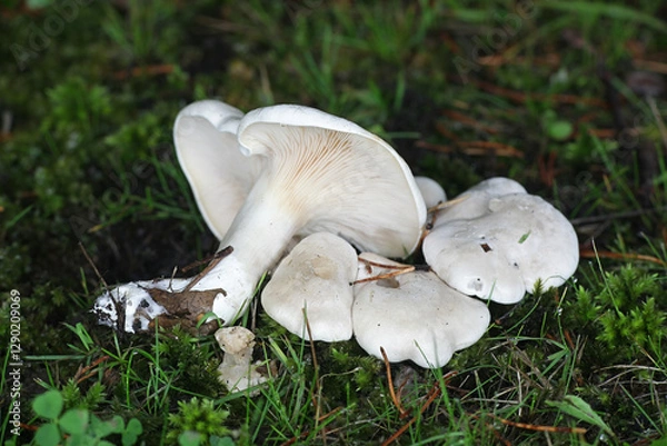 Fototapeta Clitopilus prunulus, commonly known as the miller or the sweetbread mushroom