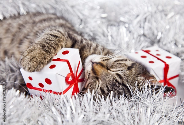 Obraz christmas cat with a christmas tree and present