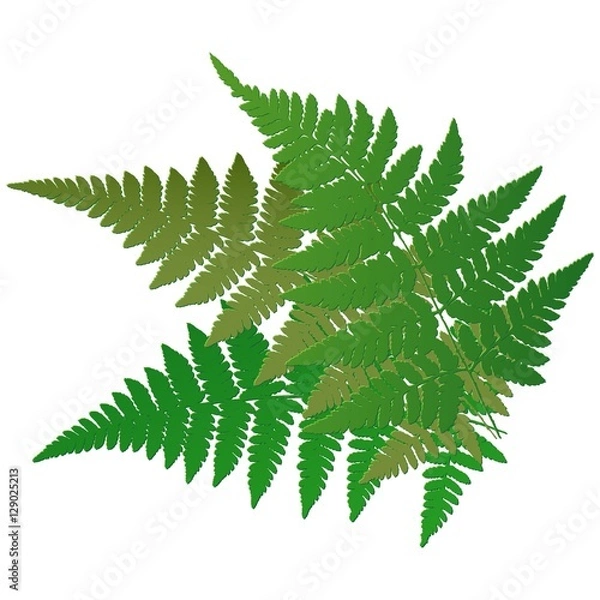 Obraz Fern leaves. Vector.