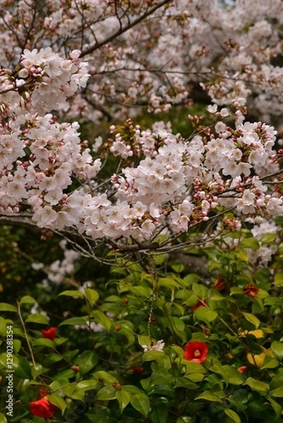 Fototapeta ソメイヨシノの桜と椿の花です。
