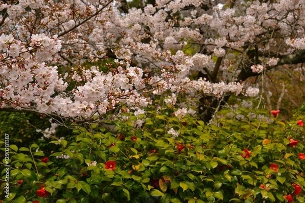 Fototapeta ソメイヨシノの桜と椿の花です。