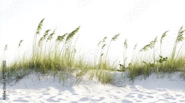 Obraz dune grass on white background/dune grass/summertime vacation